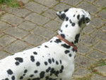 ades - Dalmatien Mâle (4 ans)
