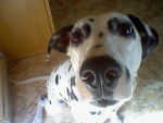 Kira - Dalmatien (3 ans)