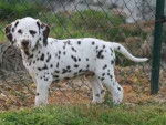 Bouli - Dalmatien Mâle (8 mois)