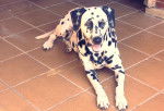 barbie - Dalmatien