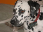 elka - Dalmatien (3 ans)