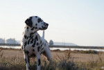 Carrera - Dalmatien Mâle (2 ans)