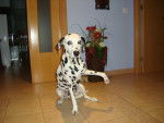 Deysi - Dalmatien (9 ans)