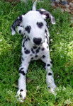 Max - Dalmatien Mâle (4 mois)