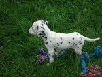Lila - Dalmatien (2 mois)