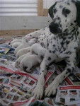 sarah - Dalmatien (2 ans)