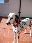 linda - Dalmatien (1 an)