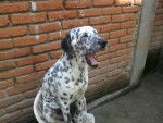 q sueñooo - Dalmatien Mâle (1 an)