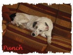 Punch - Dalmatien Mâle (10 ans)