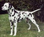 Dudley - Dalmatien Mâle (1 an)
