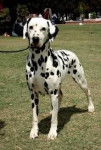 DANIEL - Dalmatien Mâle (5 ans)