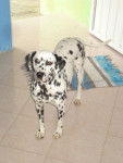 zucky - Dalmatien (4 ans)
