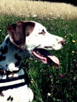 Merlin - Dalmatien Mâle (4 ans)