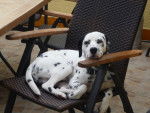 Bones - Dalmatien Mâle (2 ans)