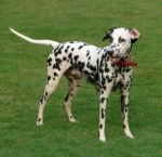 Spotty - Dalmatien (1 an)