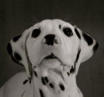 Hype - Dalmatien Mâle (4 mois)