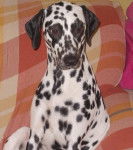 Dama - Dalmatien (2 ans)