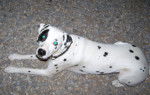 Bandit - Dalmatien Mâle
