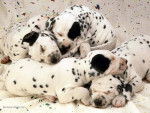 camoufle, mika, tache... - Dalmatien