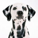 lucia - Dalmatien (6 ans)