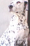 Spot - Dalmatien Mâle (11 ans)