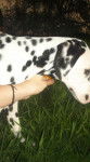 Prisca - Dalmatien (10 mois)