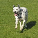 Playa - Dalmatien (4 ans)
