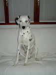 leo - Dalmatien Mâle (7 ans)