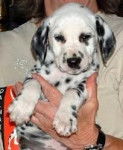 Domino - Dalmatien Mâle (6 mois)