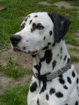 Scooby - Dalmatien Mâle (1 an)