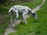 Scooby - Dalmatien Mâle (1 an)