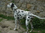 Scooby - Dalmatien Mâle (1 an)