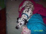 sarah - Dalmatien (3 ans)