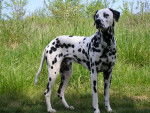 Leo - Dalmatien Mâle (2 ans)