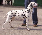 Natasha - Dalmatien (3 ans)
