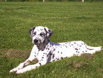 Natasha - Dalmatien Mâle (3 ans)