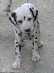 chiot dalmatien d'internet - Dalmatien