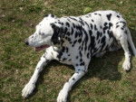 Carlie - Dalmatien (17 ans)