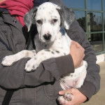 Willy - Dalmatien Mâle (6 mois)