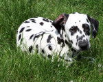 nena - Dalmatien (7 mois)