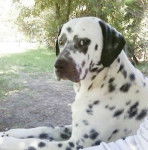 Locky - Dalmatien Mâle (6 ans)