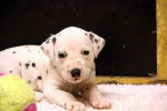 Amy - Dalmatien (3 mois)