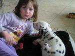 Ice Tea et ma fille - Dalmatien (2 mois)