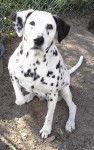 Lola - Dalmatien (2 ans)