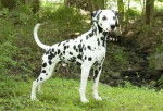 Dallas - Dalmatien Mâle (8 ans)