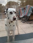 pongo - Dalmatien Mâle (9 ans)