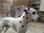 pongo - Dalmatien Mâle (9 ans)