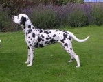 Lulù - Dalmatien (5 ans)