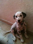Waldo - Dalmatien Mâle (1 an)