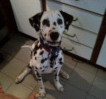 waldo - Dalmatien Mâle (1 an)